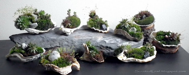Mother's Day Special - Micro moss-gardens potted in oyster shells