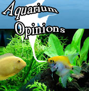 My Aquarium Opinions