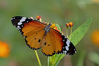 Danaus chrysippus