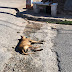 Barahona: varios caninos son encontrados muertos la mañana de hoy en Baitoita. 