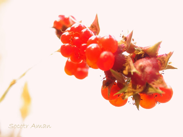 Rubus lambertianus