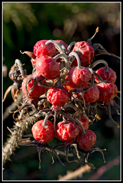 Nova Scotia; Garden; Rose Hip