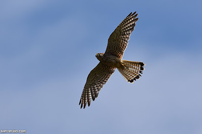 Cernícalo vulgar (Falco tinnunculus)