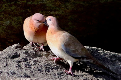 "Laughing Dove - Streptopelia senegalensis, apair in an embracing dispaly of  of courtship."