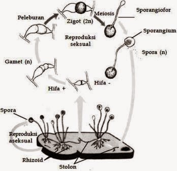 Ciri Ciri dan Cara Reproduksi  Zygomycota Artikelsiana