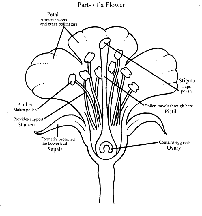 Stamen: Male organs of flower: