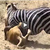 lion attack Zebra
