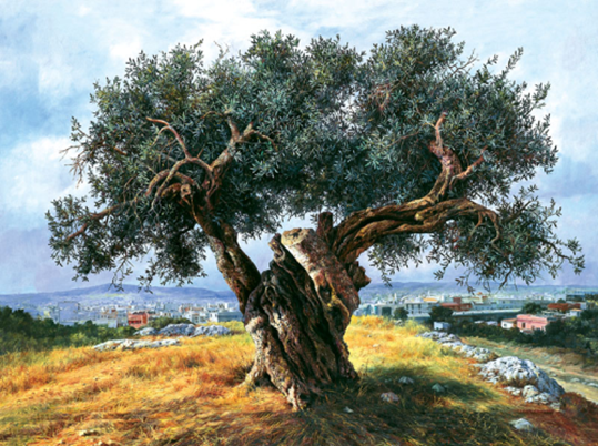 Olivo