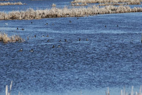 Scaup on the South Pool