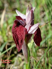 Serapias en lengua (Serapias lingua) PN Alcornocales 01_DF_284 copia