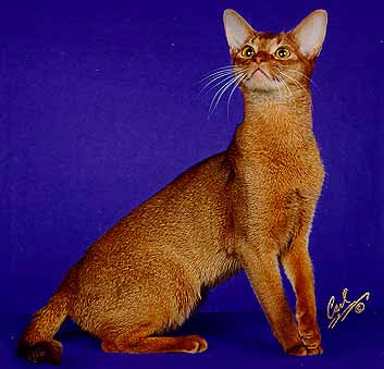 Red Abyssinian Cat - Sorrel - Cinnamon