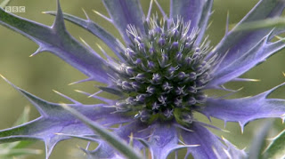 Eryngium Bourgatii