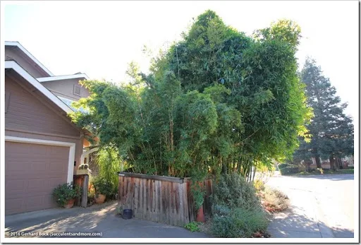 Today the tree service came in addition to removed 2 bamboos in addition to an Artistocrat pear tree Before in addition to after: what a crew of professionals tin create inwards 5 hours