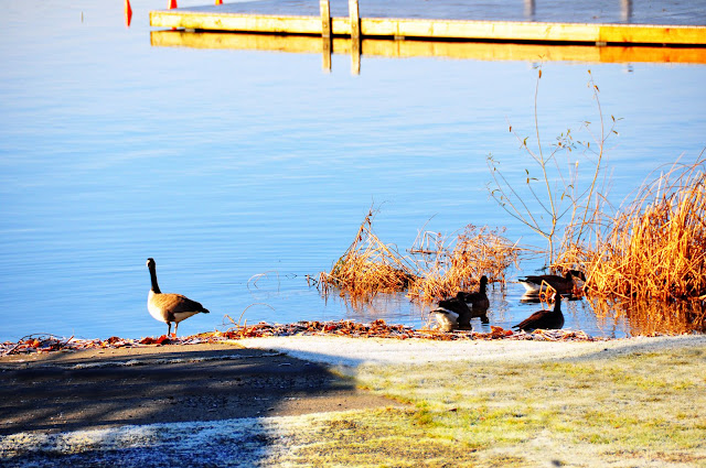 Morning geese by Lake Sammamish