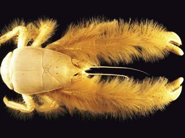 Creepy Animals Pics (1)