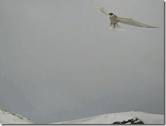 WB Dive Bombing Bird