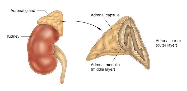 Adrenal glands