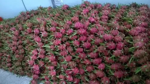 Frutas de Hylocereus undatus «Pitahaya»