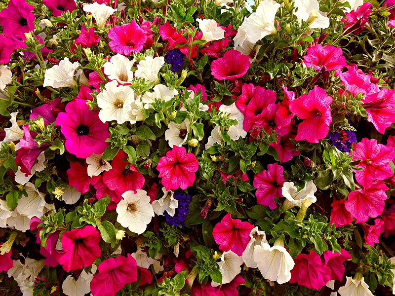 Petunia Flowers Images - Winter Flowers Images Download - Winter flowers - NeotericIT.com