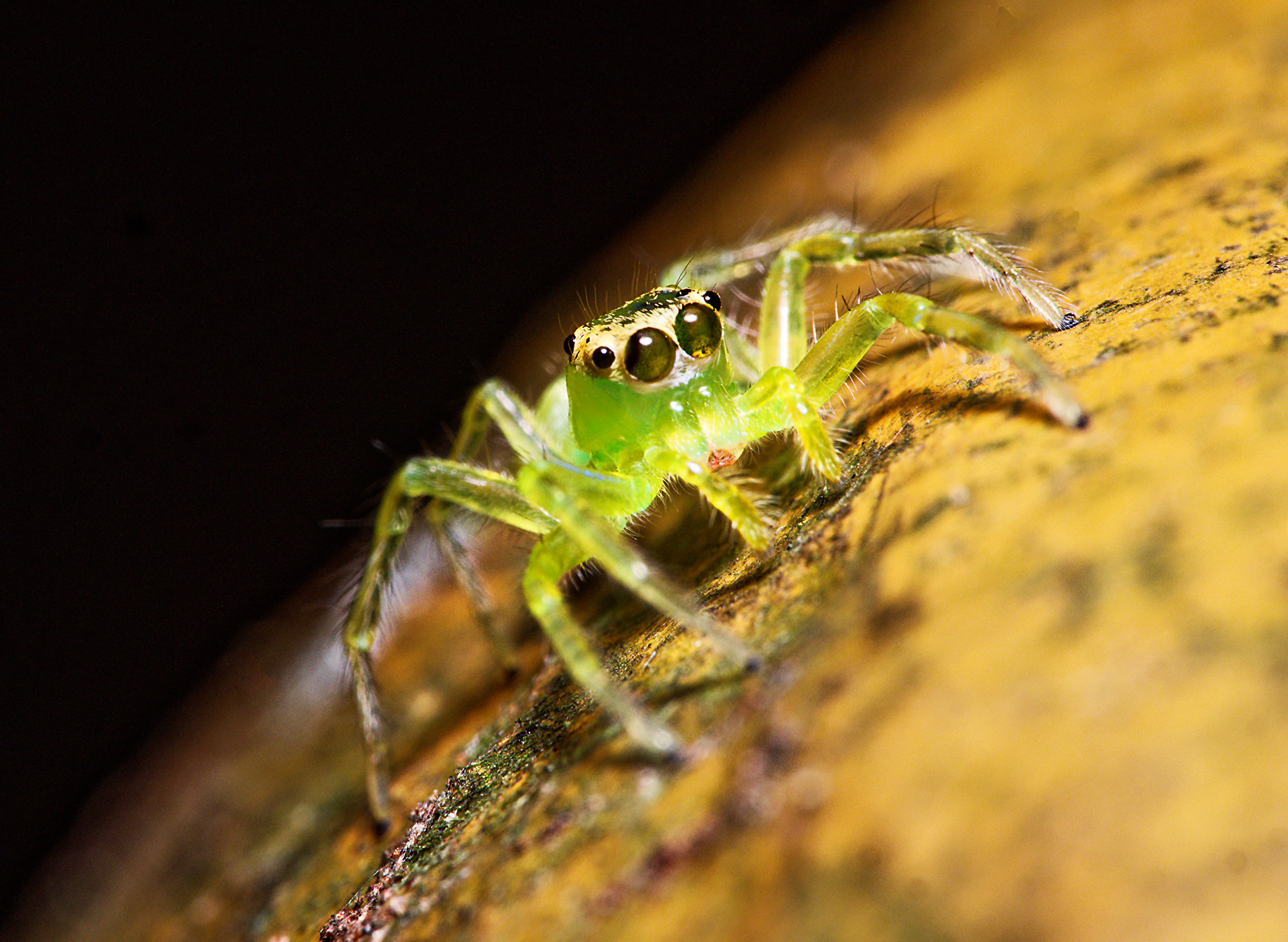 Tower Record 半透明的跳蛛若蟲 Translucent Spider Nymph