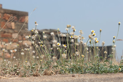 coat button flower