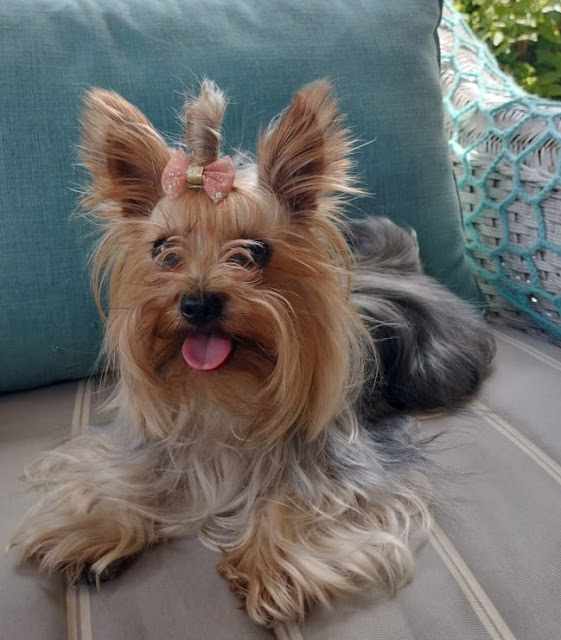 tiny female Yorkie laying on a couch