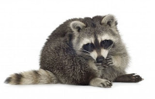 Raccoon