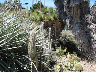 Diverse succuents, Ruth Bancroft Garden