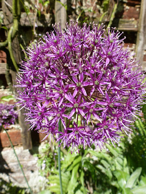 Allium ball