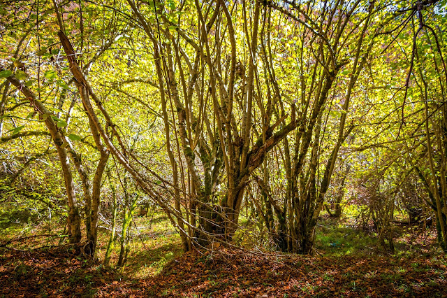 España, Navarra, Pirineo