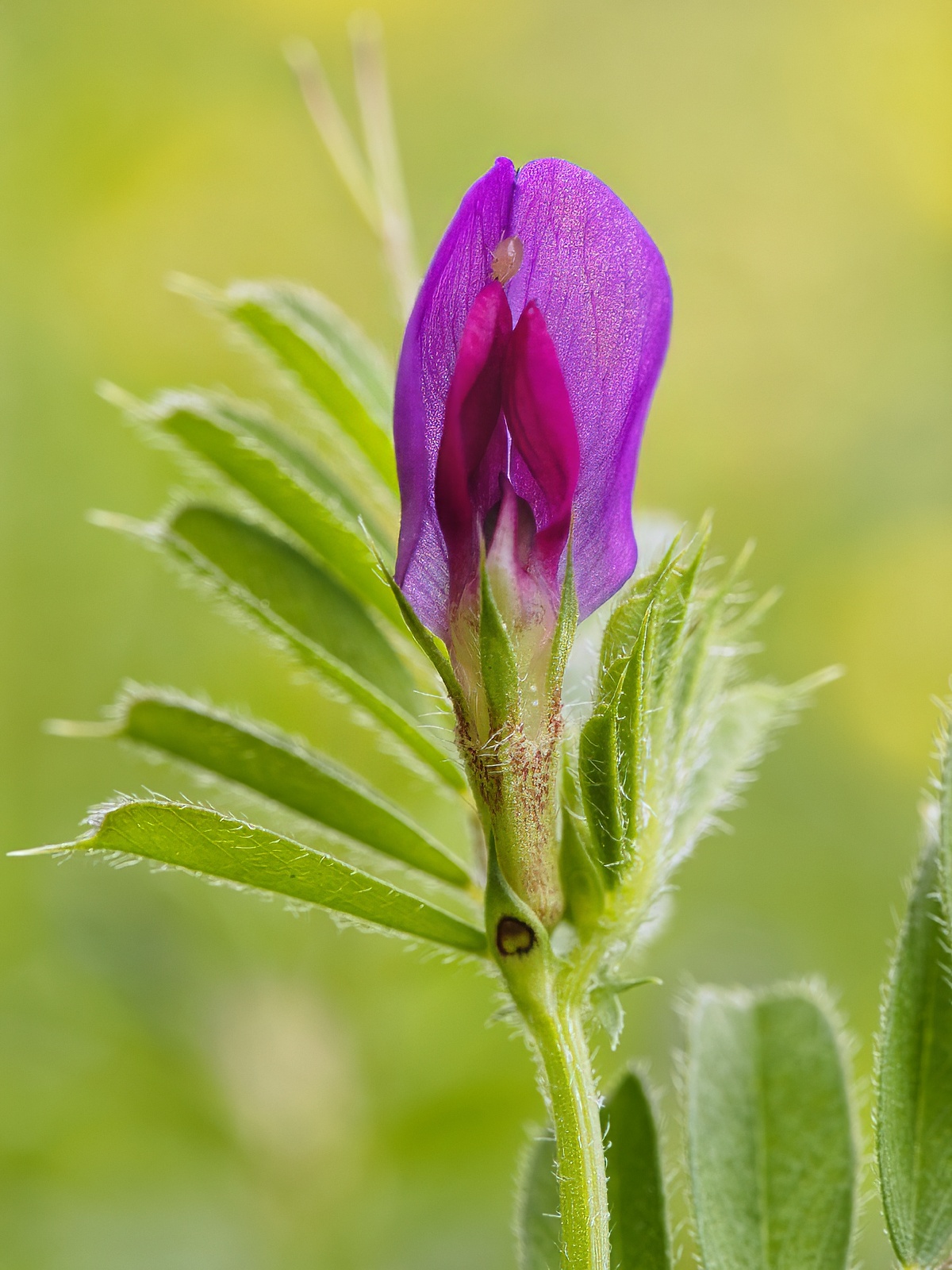 Vicia sativa