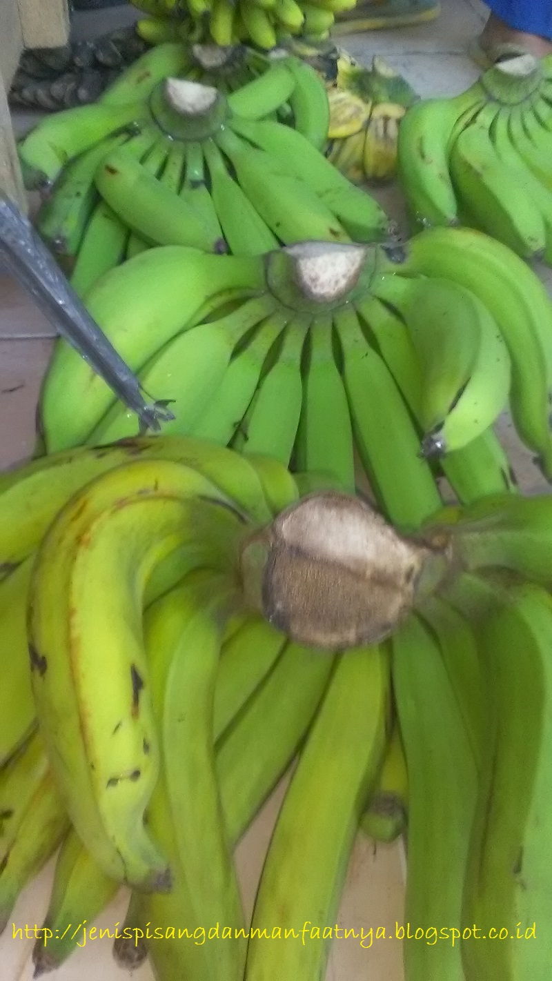 Warna Pisang  Raja  Nangka  Matang Itu Seperti Ini 