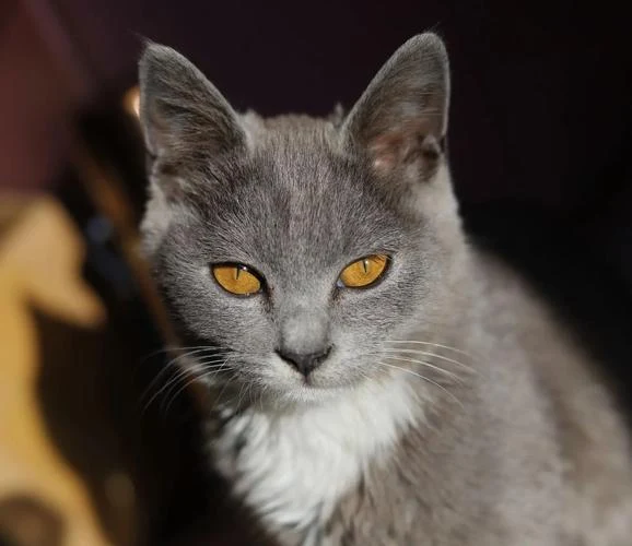 high-quality cat food