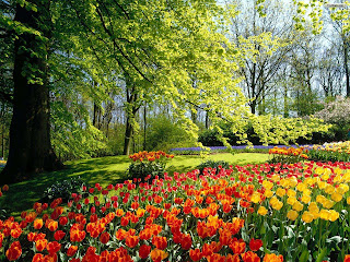 taman Bunga bunga tulip