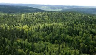 Kanada, dengan luas hutan 3.101.340 Hektar