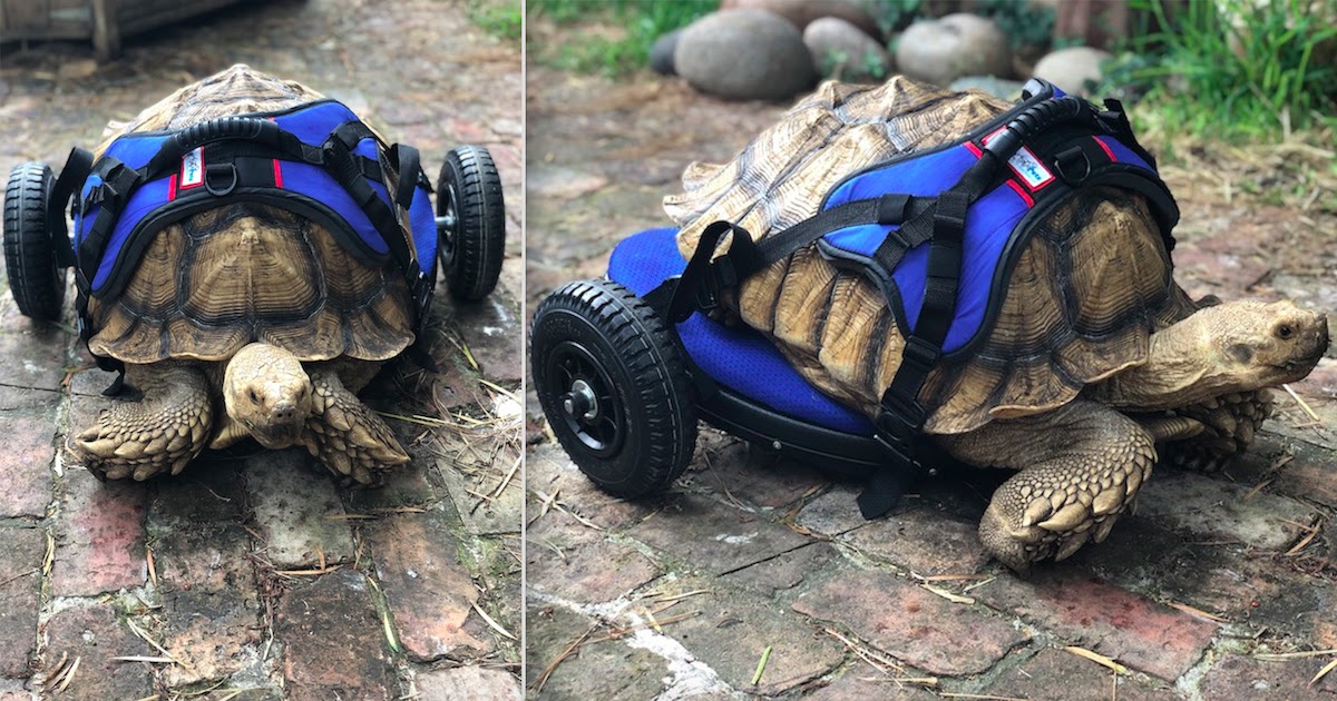 Disabled Tortoise Is Rescued By Activist Group Who Build Him Adjustable Wheelchair