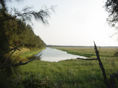 鰲鼓溼地復育 獲景觀界奧斯卡首獎