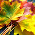 Colourful Leaves Wallpaper