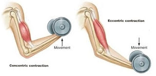 Stërvitje Biceps