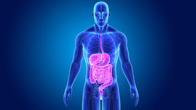 How to increase digestive power