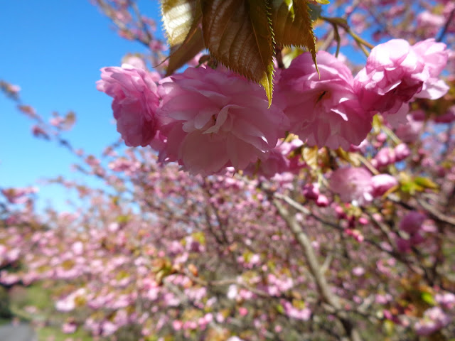 マウンテンストリームきしもとの牡丹桜