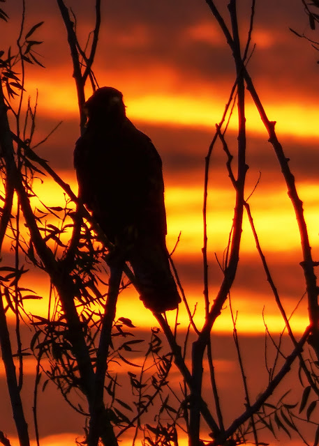 Sunset lit Raptor Hawk at Vic Fazio Wildlife Refuge Yolo Basin California