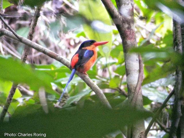 Red-breasted Paradise Kingfisher