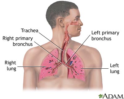 Circulatory System For Kids