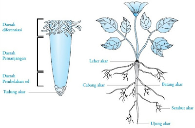 Akar dan bagian-bagiannya