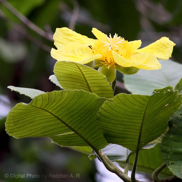 Yellow flower