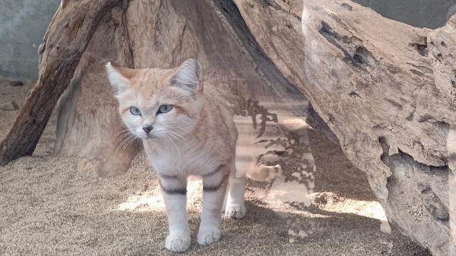 神戸どうぶつ王国 スナネコの赤ちゃん