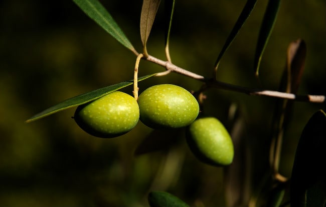 Olive da cui si ricava olio extravergine