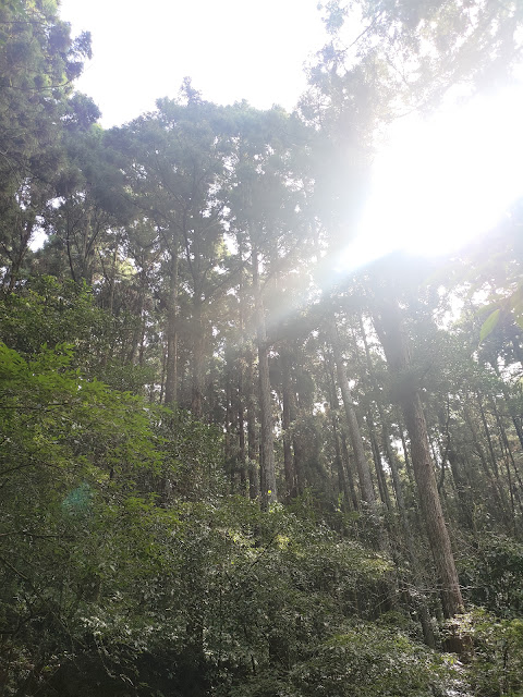 東眼山國家森林遊樂區 - 森林知性步道