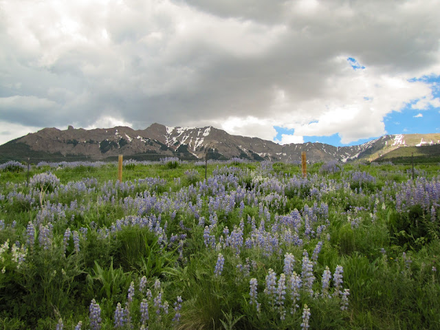 mountain flowers last dollar road backroad telluride colorado
